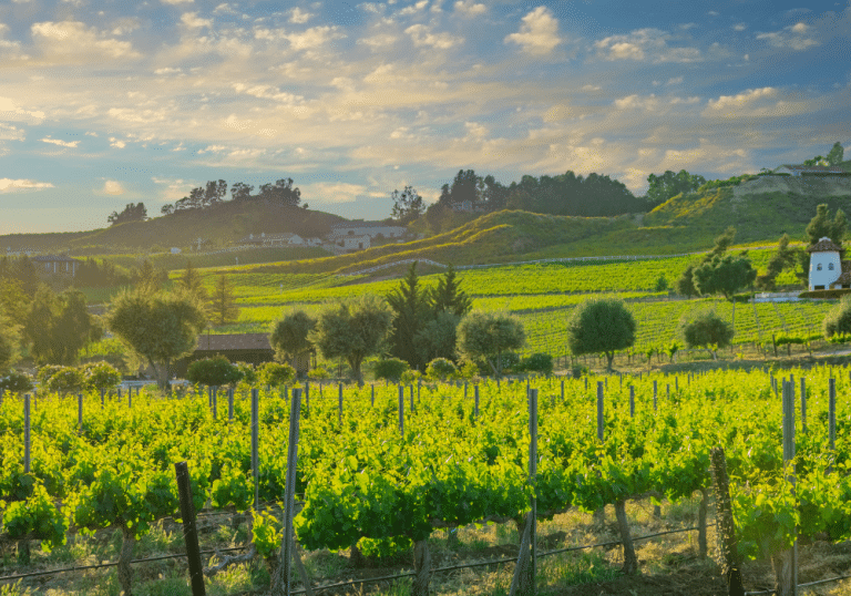 Historic Charm of Temecula Valley: A deep dive into the history and landmarks that have shaped the region.